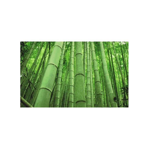 Bambus Max 11 cm 