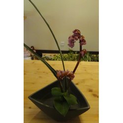 Fakir / Guld, Cirkel 6 cm.