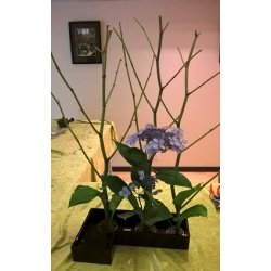Ikebana Sk�l / Sort, L - Formet