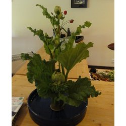 Ikebana Skl / Bl, Cirkel