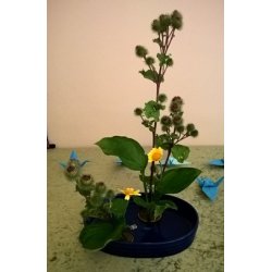 Ikebana Skl / Bl, Cirkel